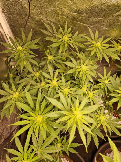 Pink Poochie Vaders Cut. Week 12 - 17.04.26 