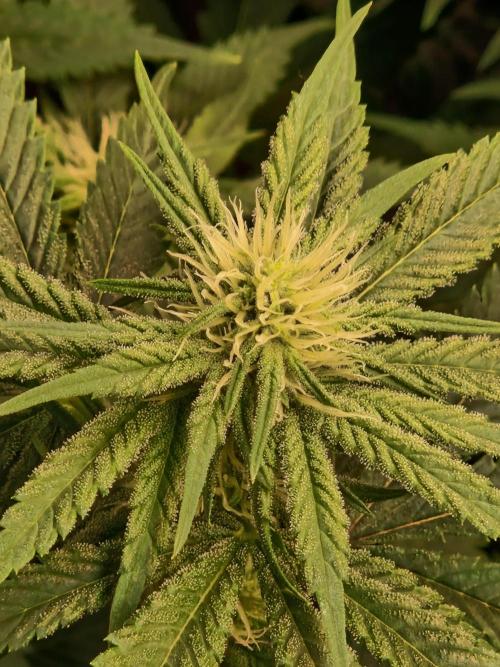 Pink Poochie Vaders Cut. Week 12 - 17.04.26 