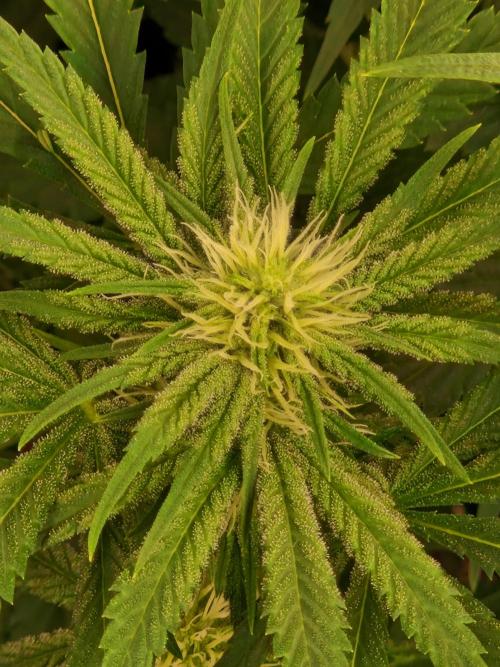 Pink Poochie Vaders Cut. Week 12 - 17.04.26 
