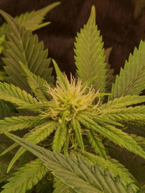 Pink Poochie Vaders Cut. Week 12 - 17.04.26 