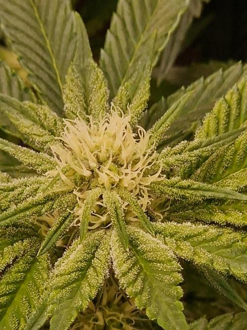 Punch Pie. Week 11
