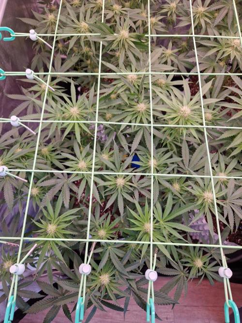 Epic Buzz. Week 10