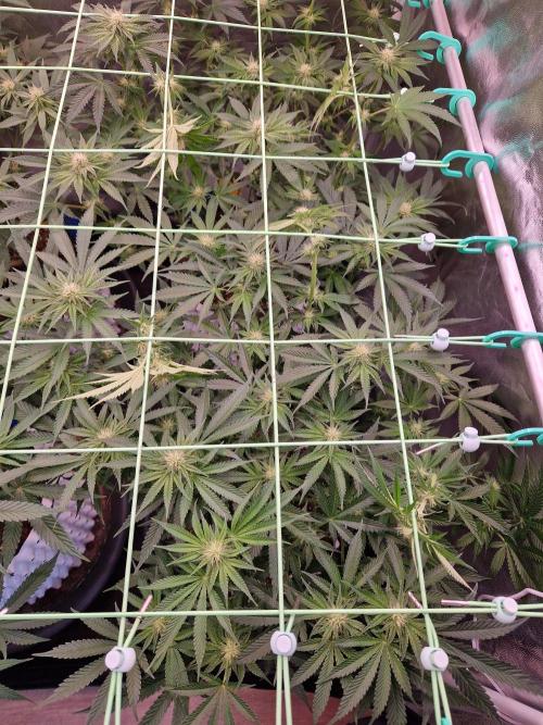 Hawaiian Rainbows. Week 11