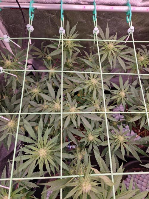 Pink Poochie Vaders Cut. Week 12