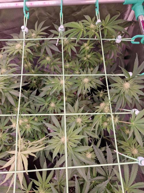 Punch Pie. Week 11