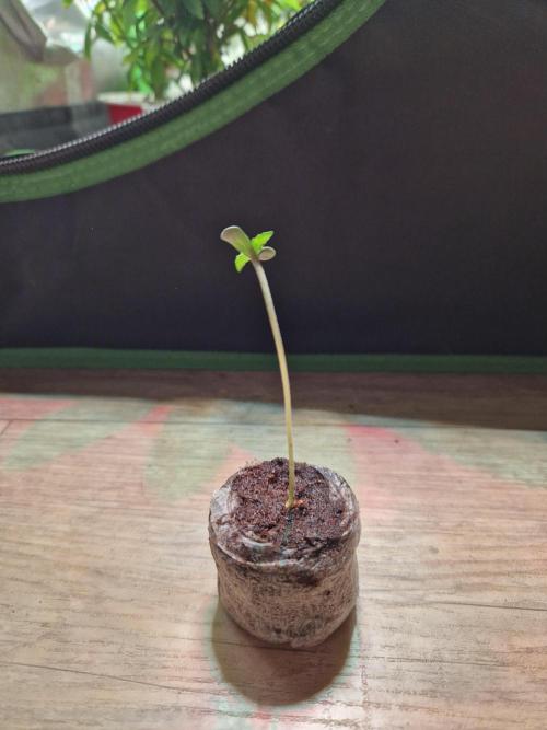 The White Sweet Candy OG One USAGenetics. Week 1 - 17.04.26
