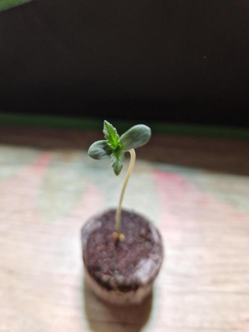The White Sweet Candy OG One USAGenetics. Week 1 - 17.04.26