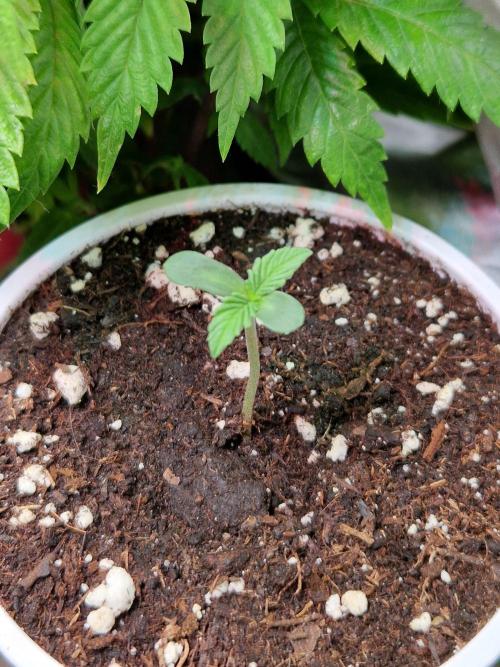 The White Sweet Candy OG One USAGenetics. Week 1 - 18.04.26