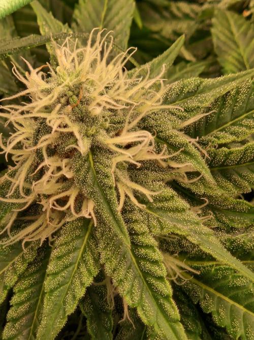 Epic Buzz. Week 11