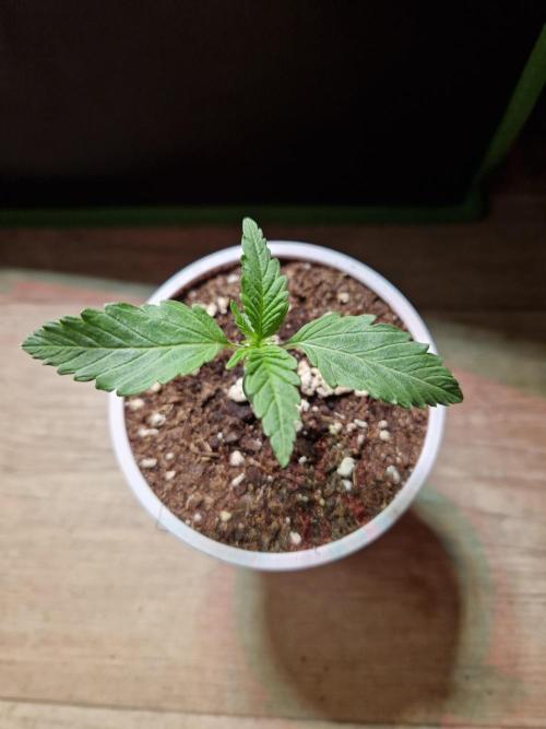 The White Sweet Candy OG One USAGenetics. Week 2 - 24.04.26