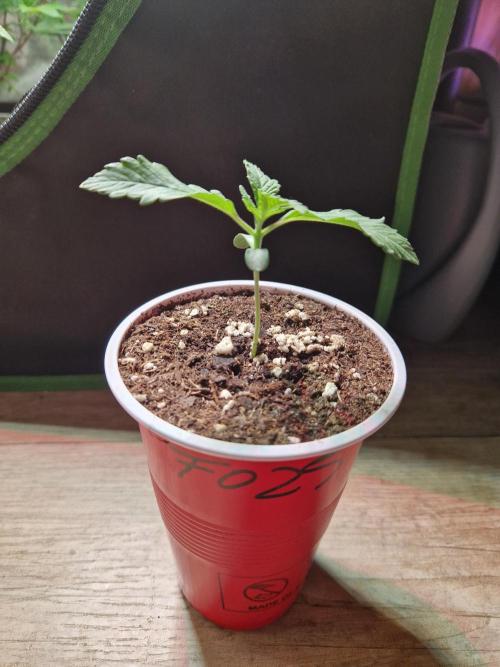 The White Sweet Candy OG One USAGenetics. Week 2 - 24.04.26 