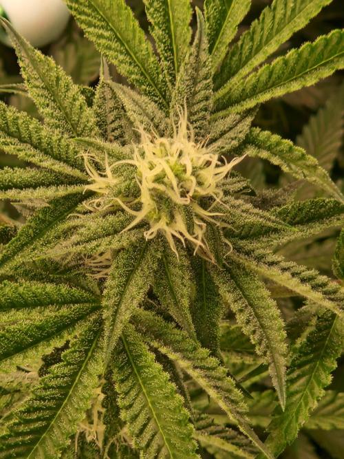 Hawaiian Rainbows. Week 12 - 25.04.26 