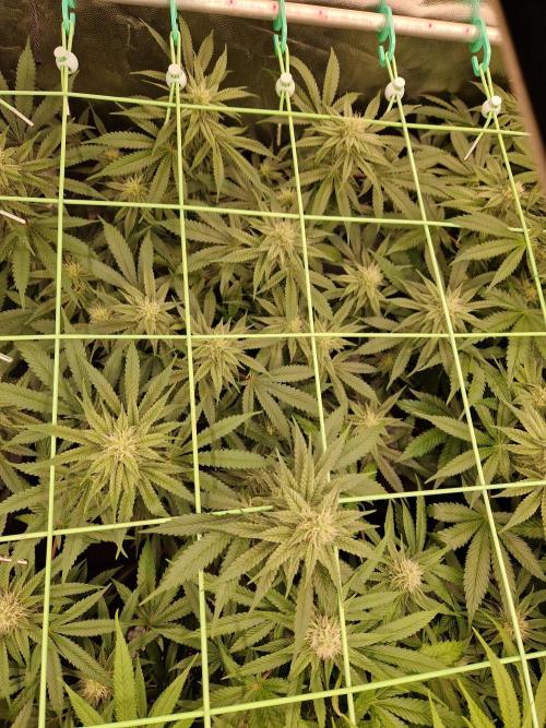 Pink Poochie Vaders Cut. Week 13 - 25.04.26 