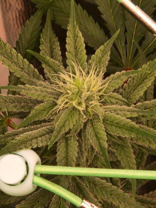 Pink Poochie Vaders Cut. Week 13 - 25.04.26 