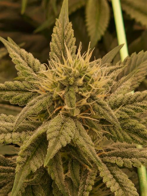 Pink Poochie Vaders Cut. Week 13 - 25.04.26 