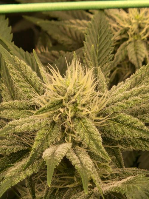 Pink Poochie Vaders Cut. Week 13 - 25.04.26 