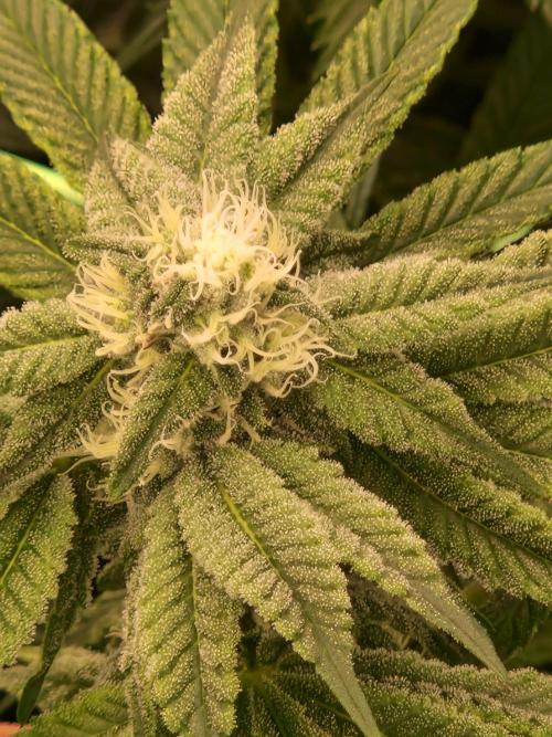 Punch Pie. Week 12