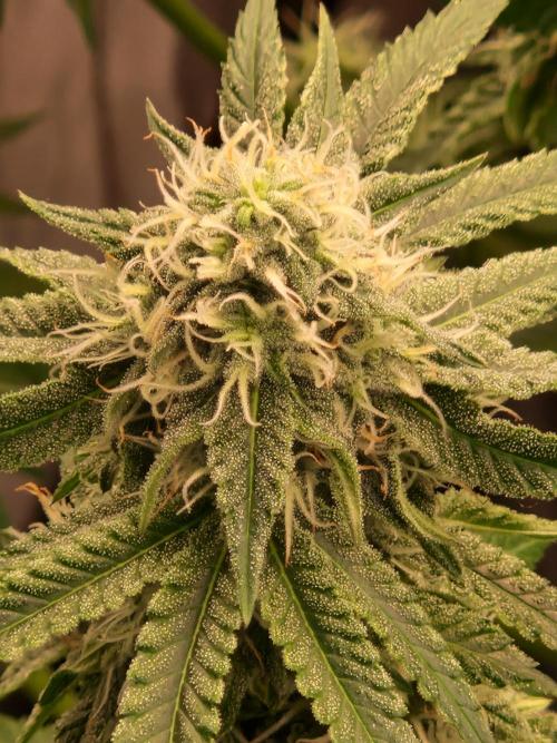 Epic Buzz. Week 12 - 02.05.26 