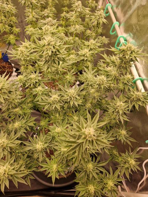 Hawaiian Rainbows. Week 13 - 02.05.26 
