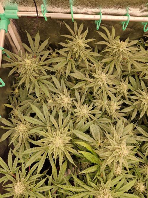 Pink Poochie Vaders Cut. Week 14 - 30.04.26 