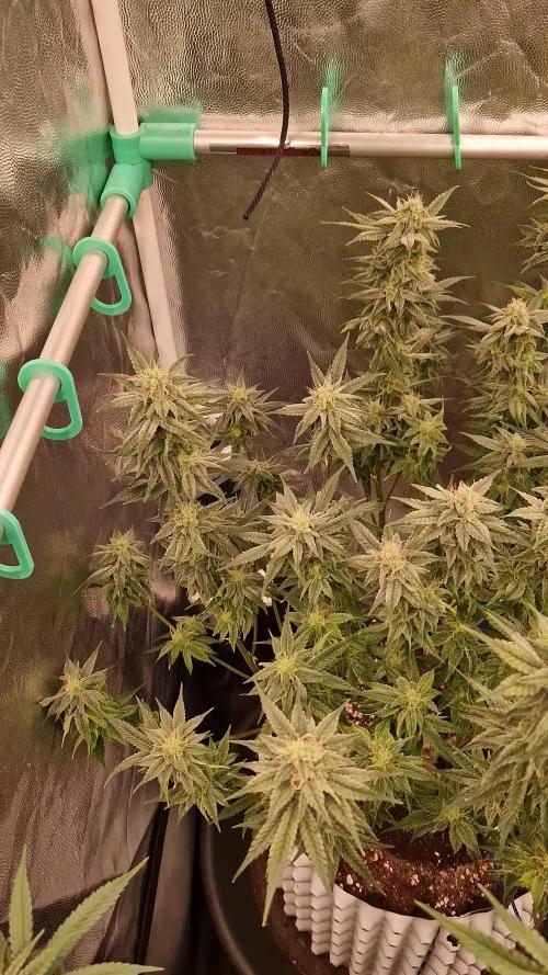 Pink Poochie Vaders Cut
