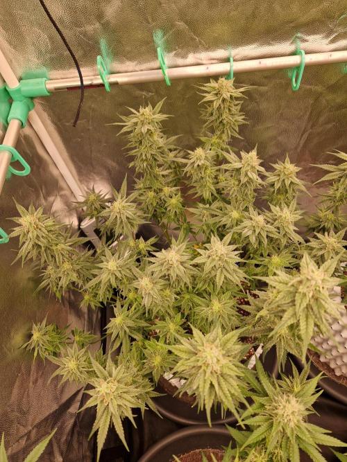 Pink Poochie Vaders Cut. Week 14 - 02.05.26 