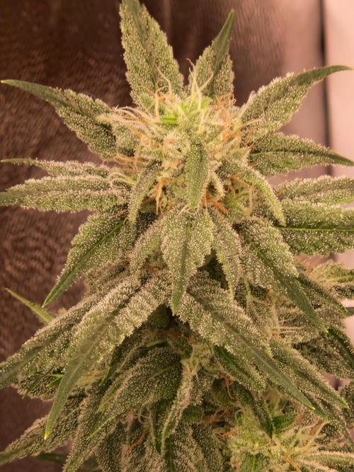 Pink Poochie Vaders Cut. Week 14 - 02.05.26 