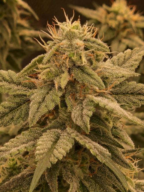 Pink Poochie Vaders Cut. Week 14 - 02.05.26 