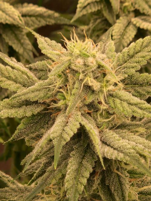 Pink Poochie Vaders Cut. Week 14 - 02.05.26 