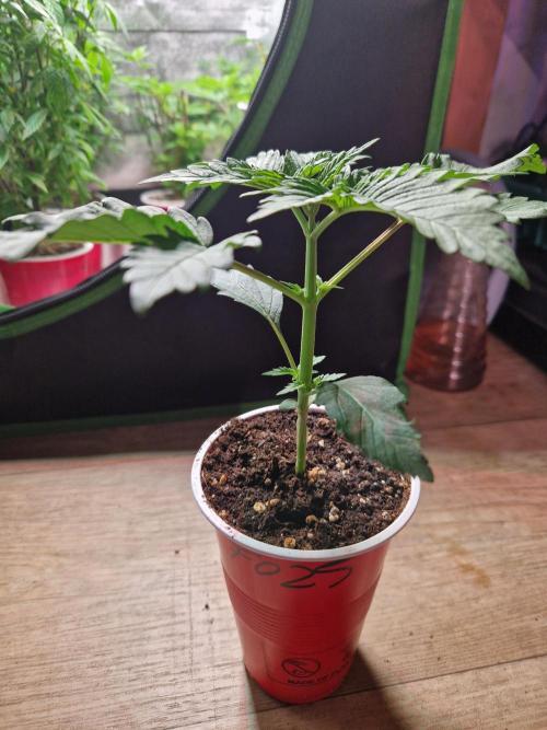 The White Sweet Candy OG One USAGenetics. Week 3 - 02.05.26 
