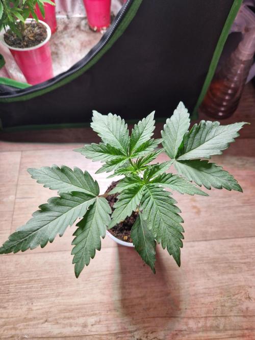 The White Sweet Candy OG One USAGenetics. Week 3 - 02.05.26 