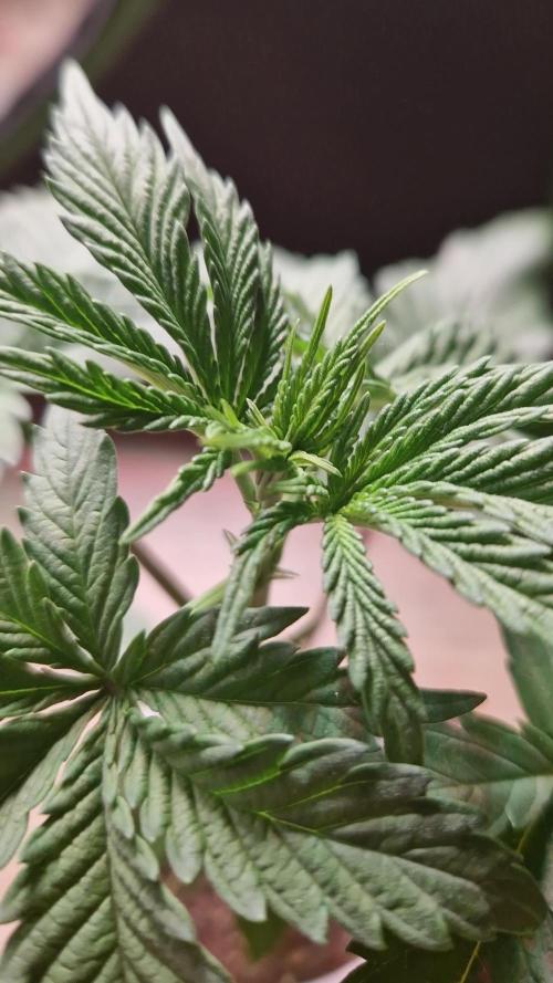 The White Sweet Candy OG One USAGenetics