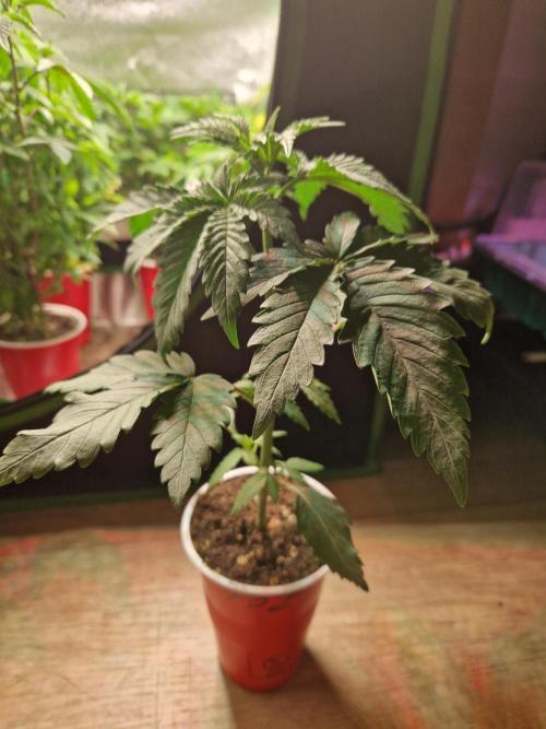 The White Sweet Candy OG One USAGenetics. Week 4 - 08.05.26 