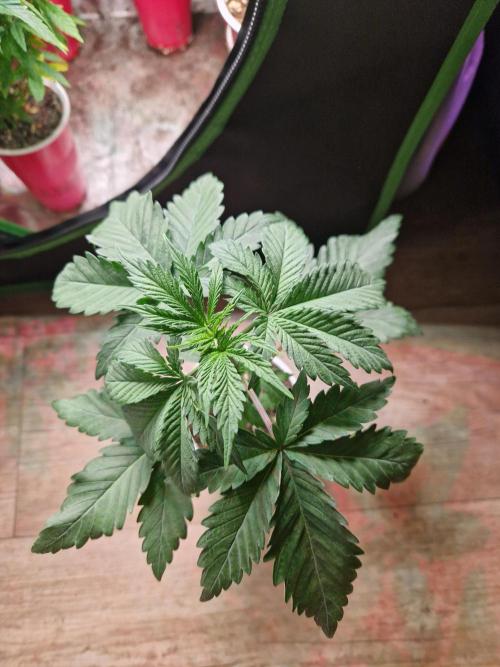 The White Sweet Candy OG One USAGenetics. Week 4 - 08.05.26 
