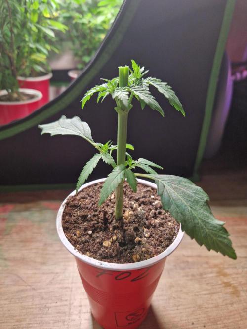 The White Sweet Candy OG One USAGenetics. Week 4 - 08.05.26 