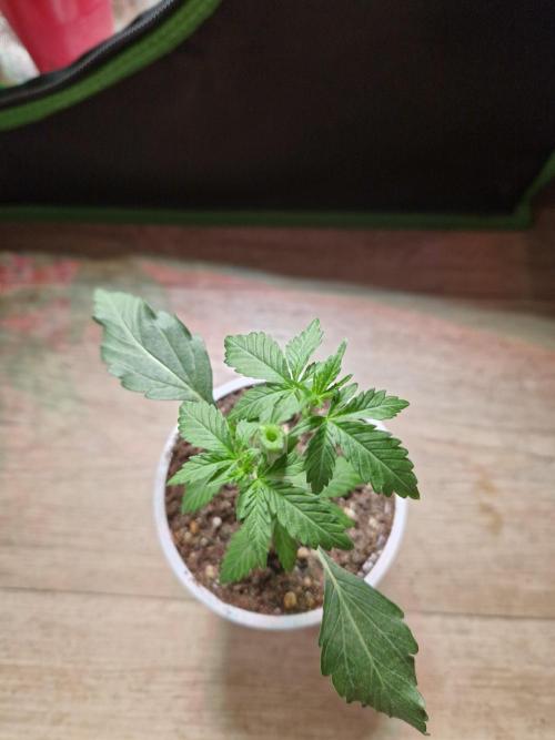 The White Sweet Candy OG One USAGenetics. Week 4 - 08.05.26 