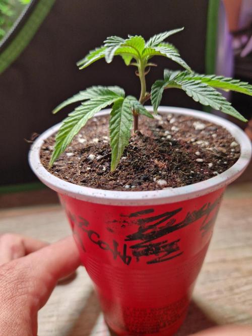 Bluzcotti Vaders Cut (2026). Week 1 - 09.05.26 Nr1