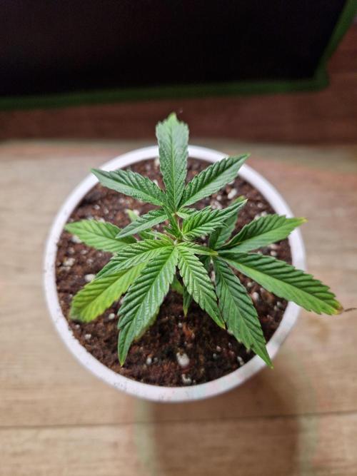 Bluzcotti Vaders Cut (2026). Week 1 - 09.05.26 Nr1 