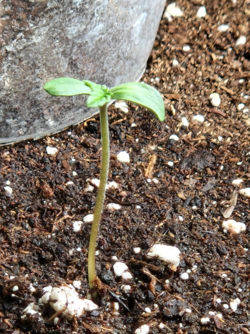 Pineapple Slush XL Auto. Week 1