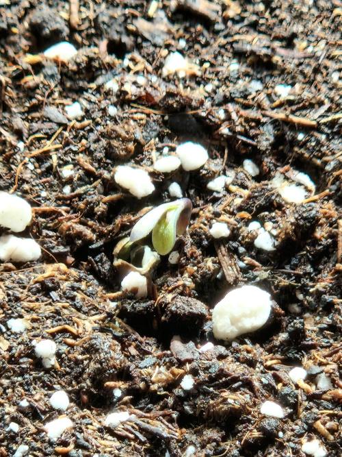 Super Lemon Haze Auto. Week 1 - 08.05.26