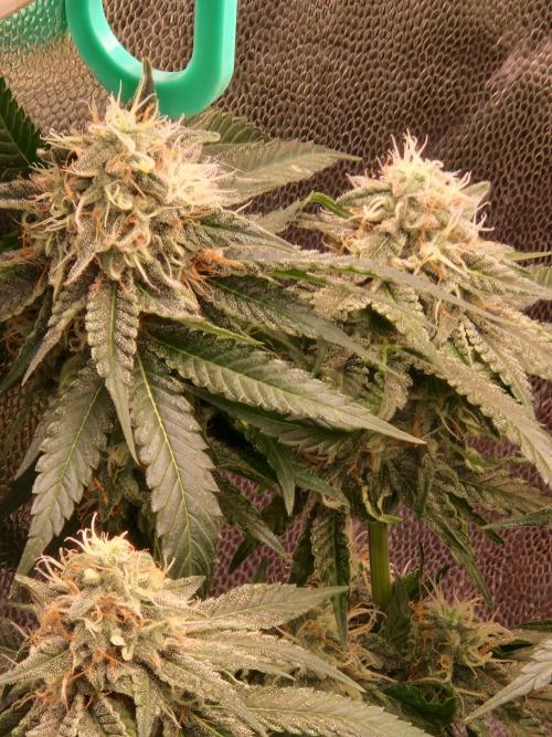 Epic Buzz. Week 13