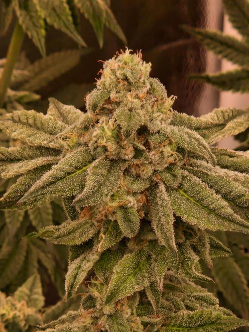 Punch Pie. Week 14
