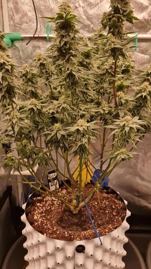 Pink Poochie Vaders Cut