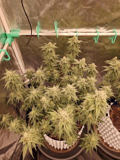 Pink Poochie Vaders Cut. Week 15 - 09.05.26 