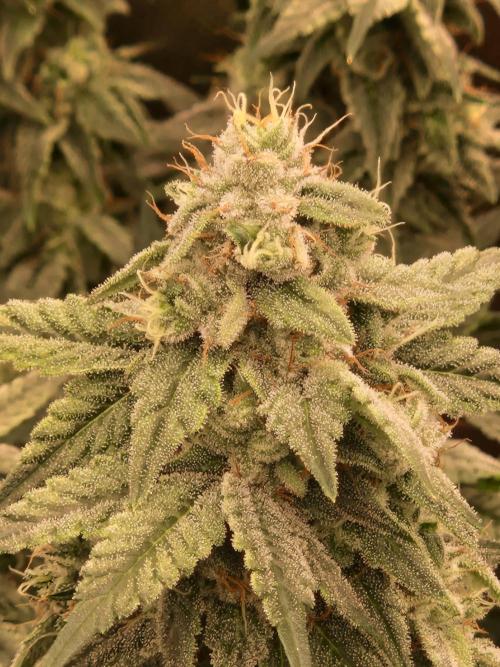 Pink Poochie Vaders Cut. Week 15 - 09.05.26 
