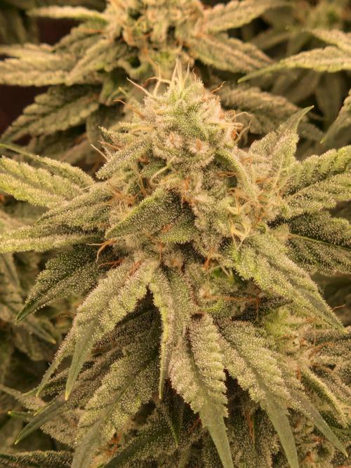 Pink Poochie Vaders Cut. Week 15 - 09.05.26 