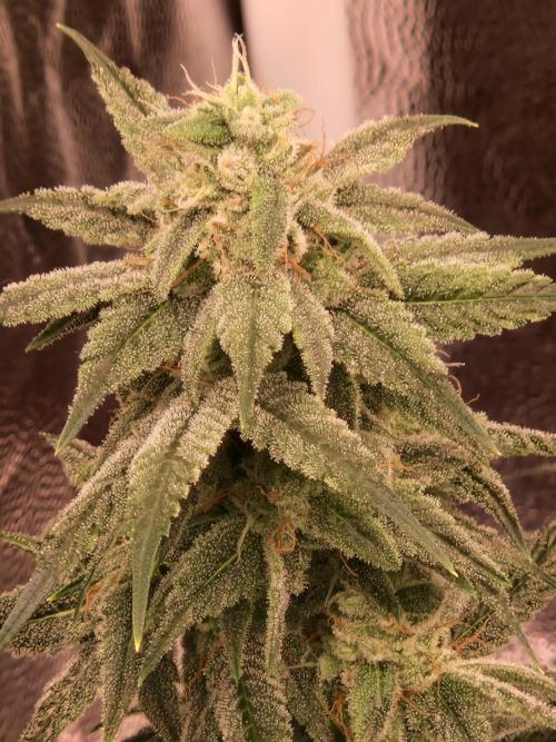 Pink Poochie Vaders Cut. Week 15 - 09.05.26 