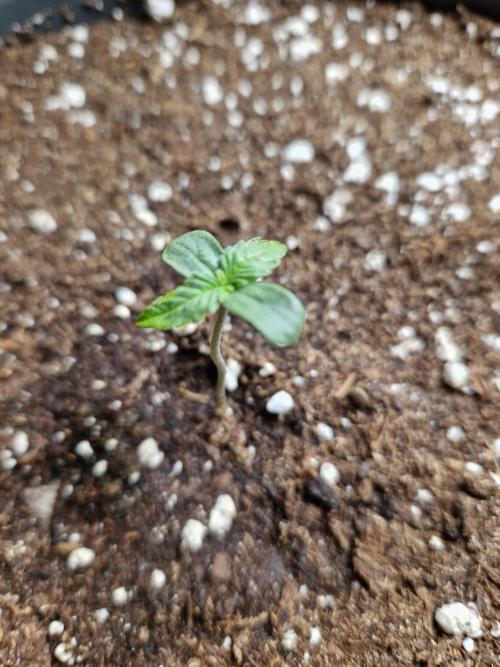 Super Lemon Haze Auto. Week 1 - 13.05.26