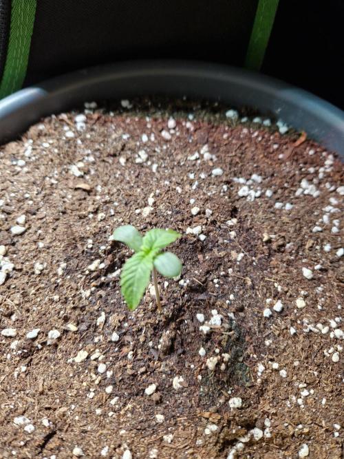 Chemical Candy Auto. Week 1 - 13.05.26 