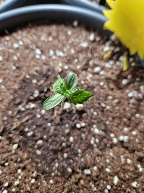 Pineapple Slush XL Auto. Week 1
